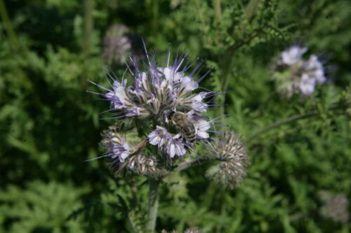 pszczoły, rzepak, kwitnienie