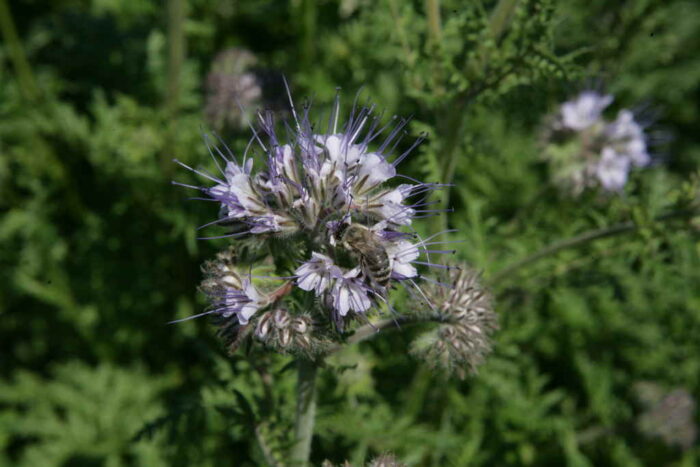 pszczoły, rzepak, kwitnienie