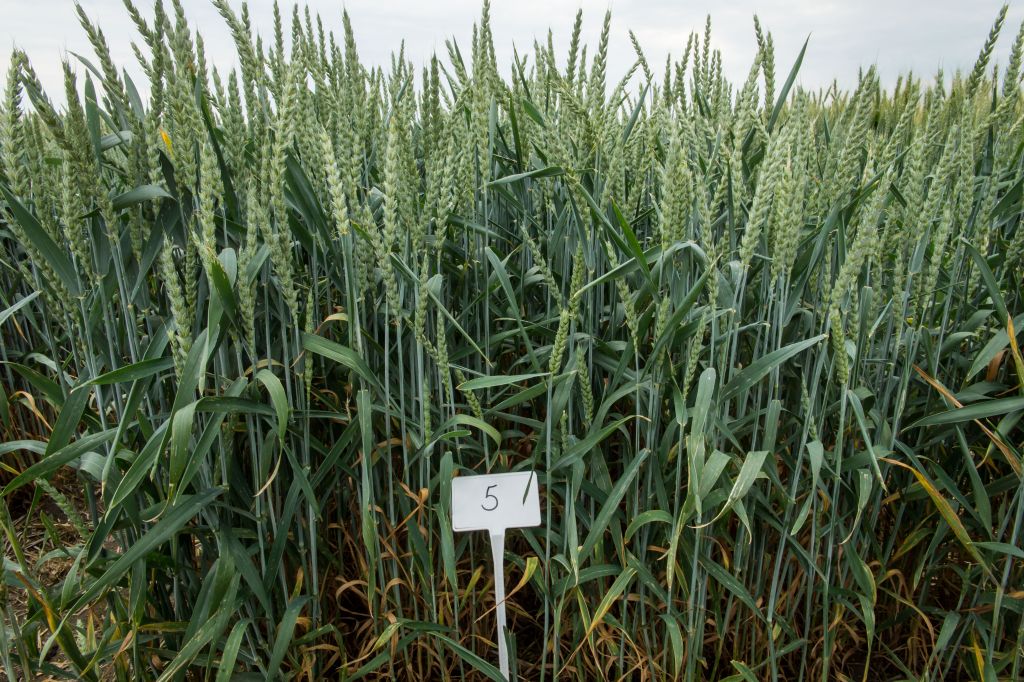 Strategie Grains, pszenica, eksport pszenicy