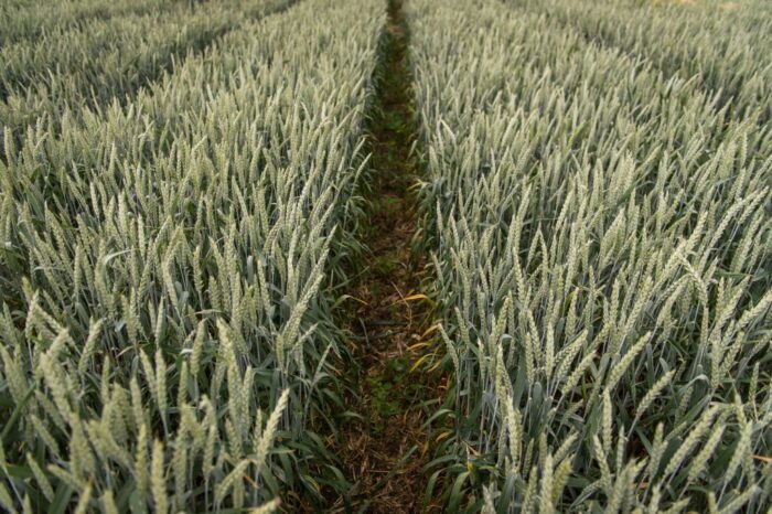 Strategie Grains, pszenica, INTL FCStone