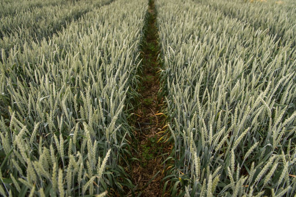 Strategie Grains, pszenica, INTL FCStone