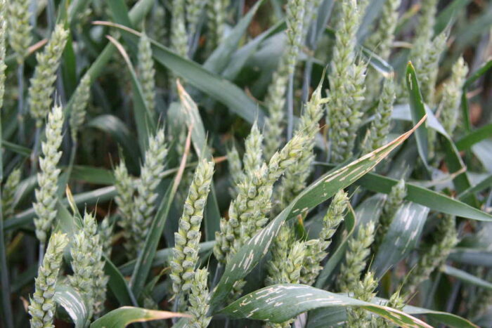 pszenica_zwykla_zbiory_prognozy