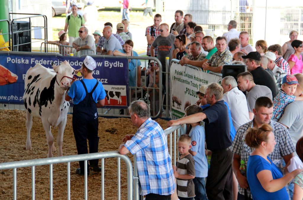 16 regionalna wystawa zwierzat hodowlanych, Minikowo