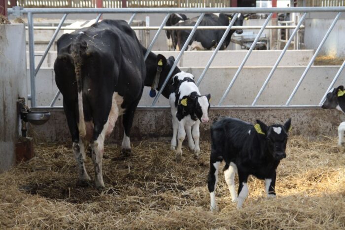 ronienia bydła, krowy mleczne, porody cieląt, cielęta