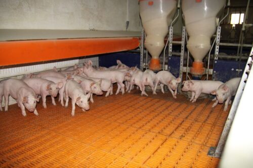 Rosja, trzoda chlewna, tuczniki, opłacalność, ceny żywca