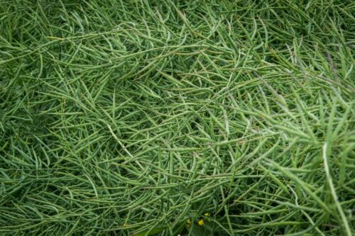 produkcja rzepaku, rośliny oleiste, areał upraw