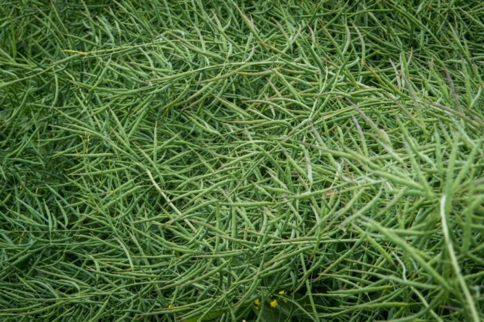 produkcja rzepaku, rośliny oleiste, areał upraw