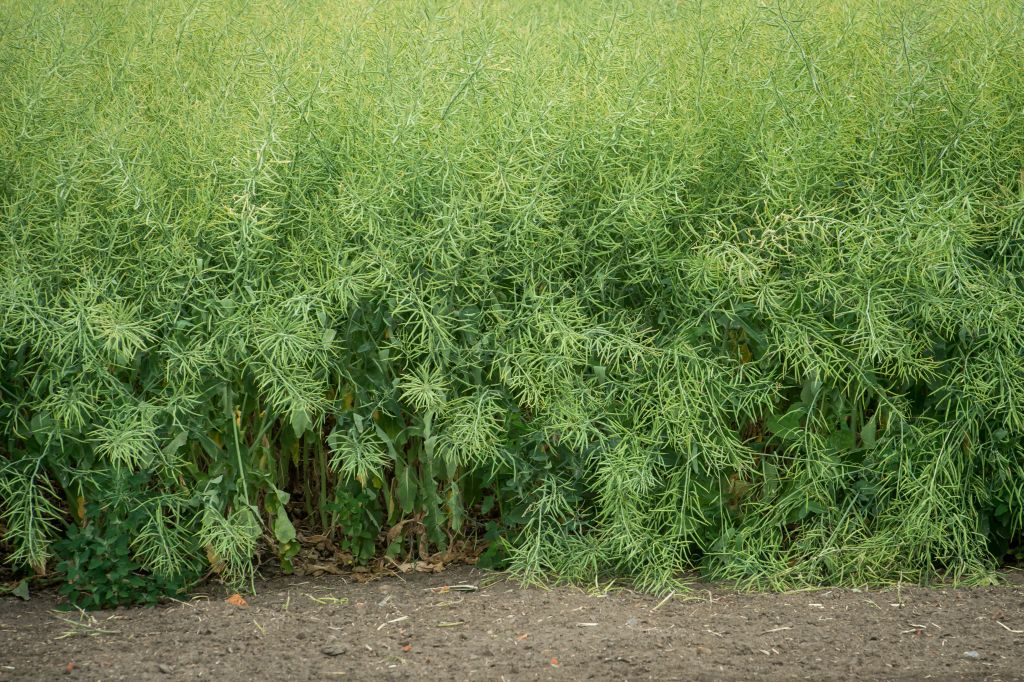 rzepak, rośliny oleiste, produkcja rzepaku