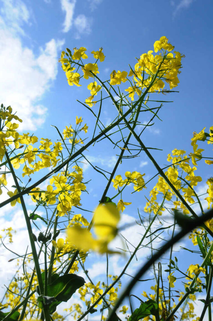 rzepak_oleiste_produkcja_oleju