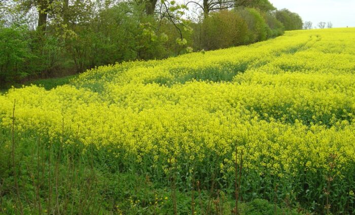 Juliusz Młodecki, Polska Koalicja Biopaliw i Pasz Białkowych, biopaliwa, Adam Stępień