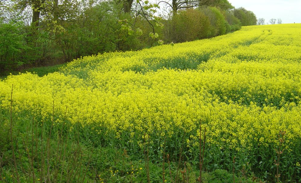 Juliusz Młodecki, Polska Koalicja Biopaliw i Pasz Białkowych, biopaliwa, Adam Stępień