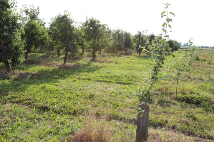 sad, sadownictwo, Dimilin, Dimilin 480 SC, choroby, zagrożenie