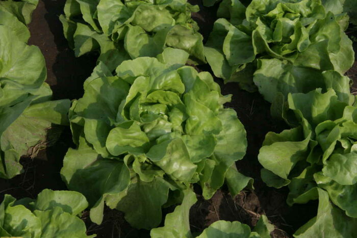 salata_warzywa_lisciaste_poziom_olowiu_unia