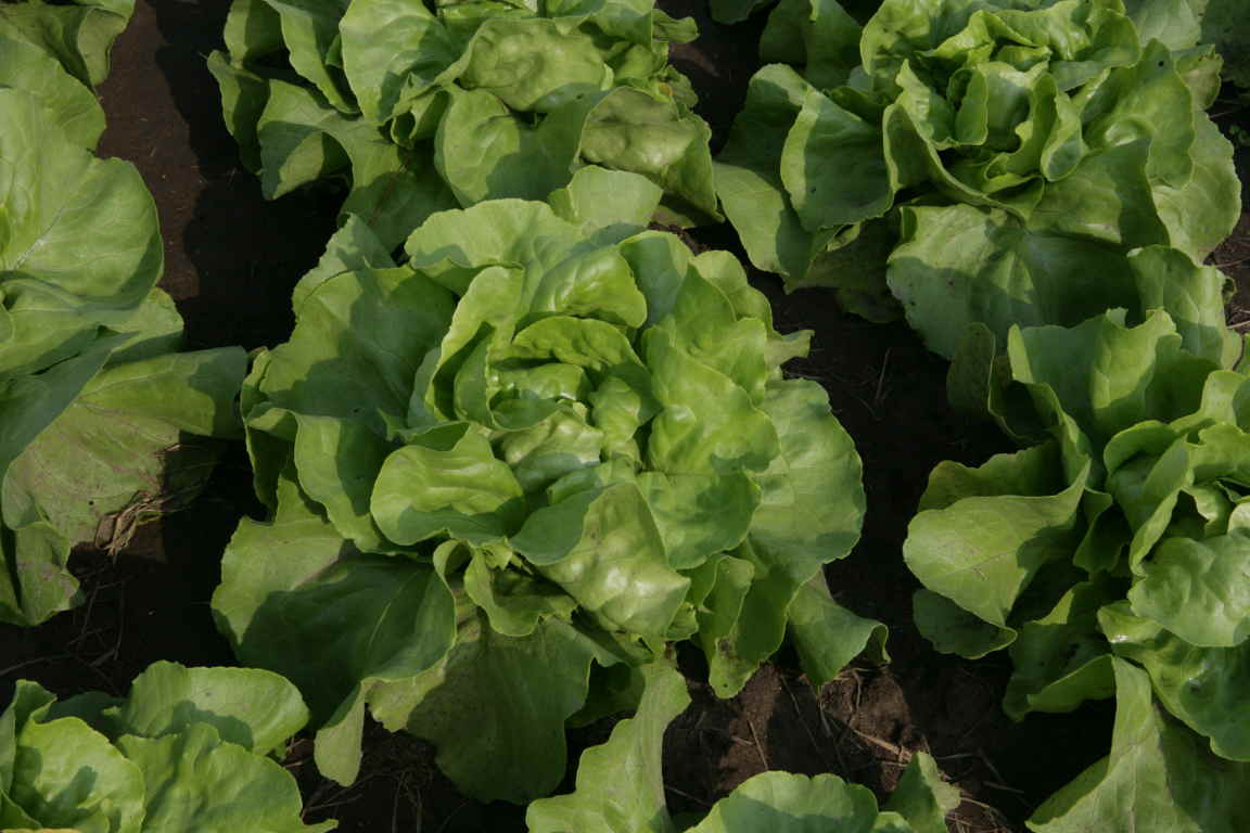 salata_warzywa_lisciaste_poziom_olowiu_unia