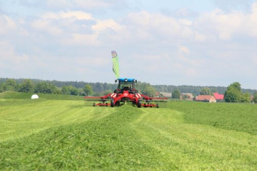 sianokiszonki, jakosc pasz, wydajnosc krow