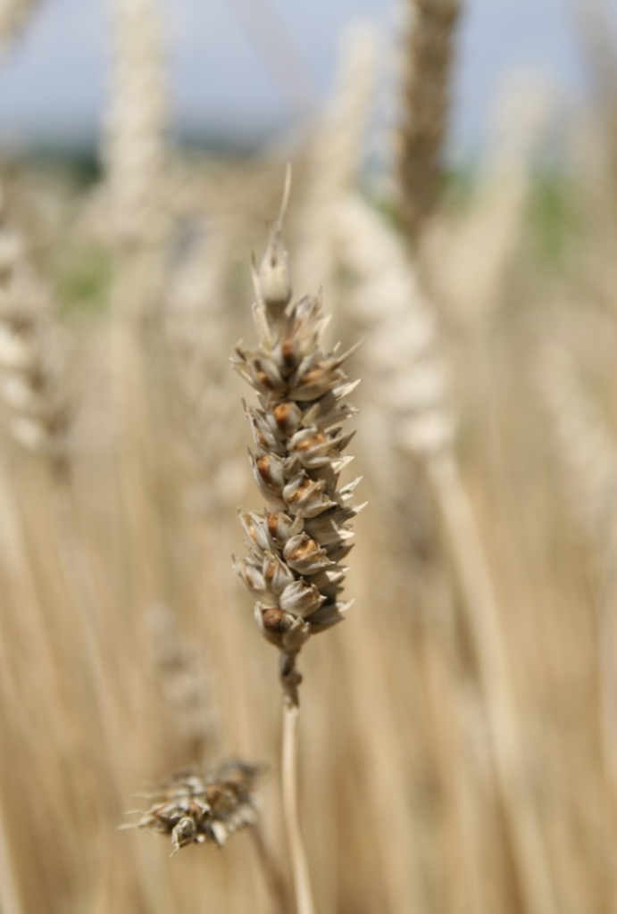 sniec_cuchnaca_pszenicy