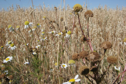 susza, zniszczone uprawy, pomoc de minimis