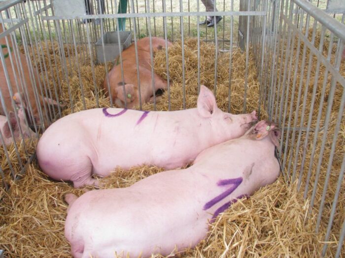 krajowa rada izb rolniczych, program bioasekuracji, trzoda chlewna