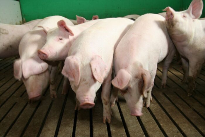 Główny Urząd Statystyczny, rynki rolne, ceny w skupie, ceny na targowiskach