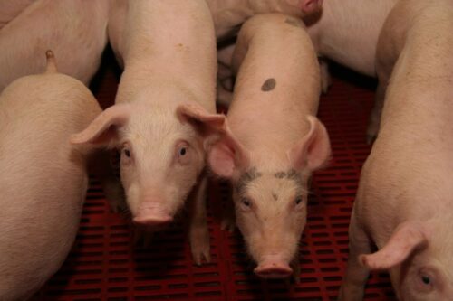 wieprzowina, włochy, rynek mięsa, trzoda chlewna