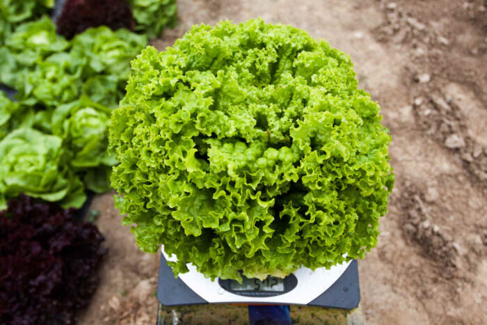 salata_akademia_warzywnicza