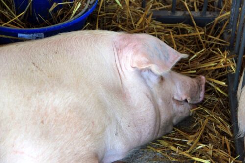 stres cieplny, tucznik