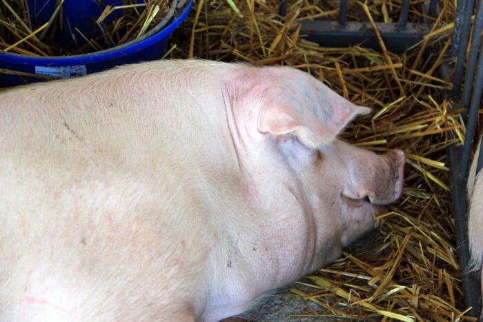 stres cieplny, tucznik