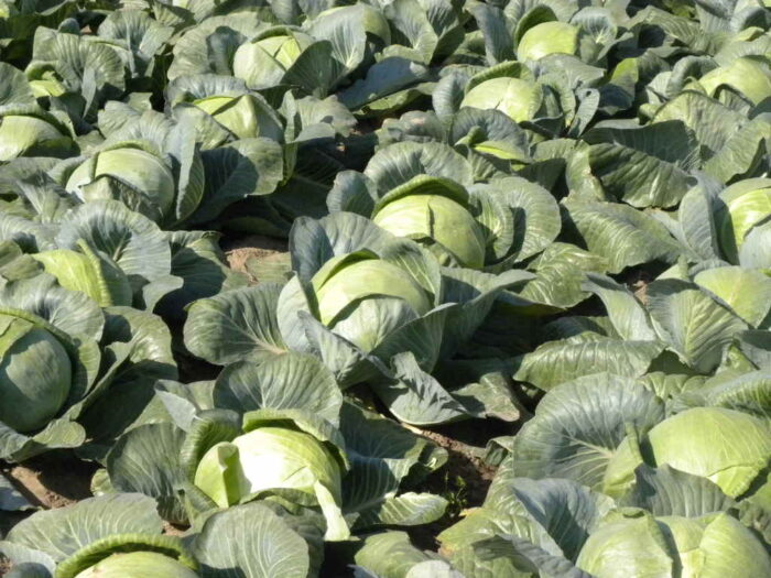 kapustne_wapn_zbiory