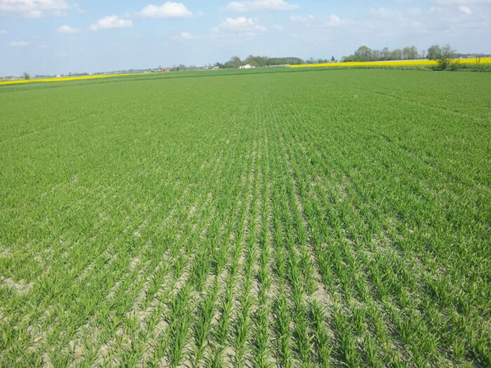 powiat makowski, owies, plantacja
