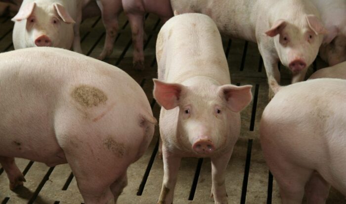 ASF, afrykański pomór świń, walka z ASF, bioasekuracja, prawo