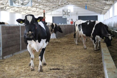 wykrywanie rui, objawy rui