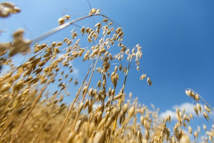 zboza_zbiory_prognozy_ierigz