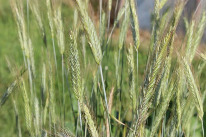 konferencja, Polskie zboża - najlepsza i bezpieczna żywność, Fundusz Promocji Ziarna Zbóż i Przetworów Zbożowych ARR