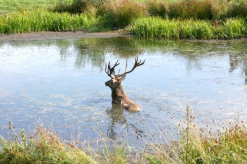 Orzechowo, Dobre Miasto, Izabela chromy