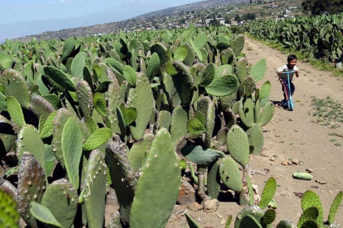 biopaliwa, biogaz, opuncja figowa, wilczomlecz segmentowy