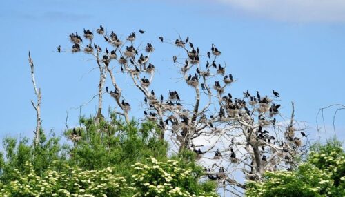 odstrzał kormoranów, kormoran, warmia i mazury
