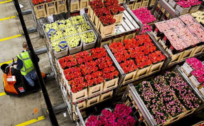 rosja-holandia, kwiaty cięte, Rossielchoznadzor