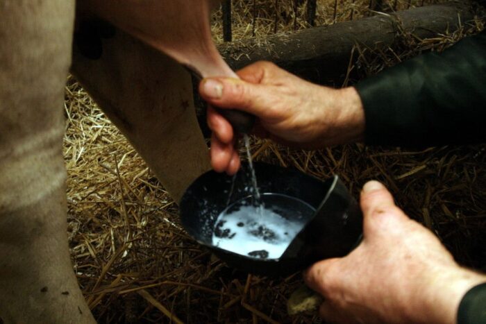 rok kwotowy, kwota mleczna, nadprodukcja mleka