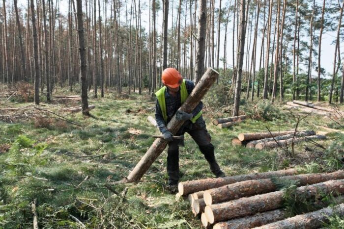 lasy państwowe, ustawa o lasach, dobro ogólnonarodowe