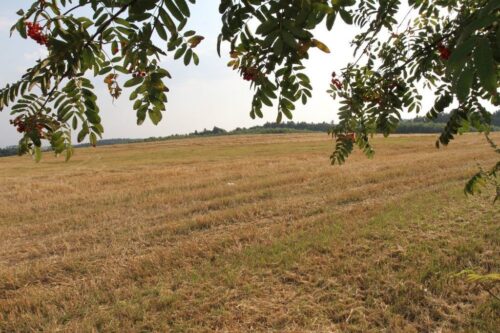 wiktor szmulewicz, krajowa rada izb rolniczych, susza rolnicza