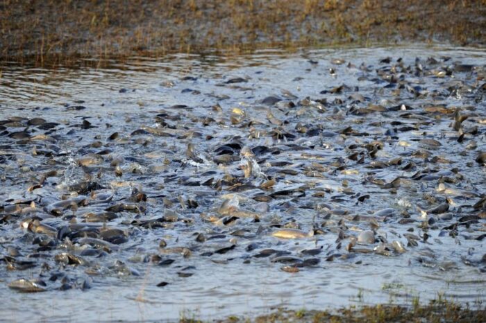 Gospodarstwo Rybackie Lasów Państwowych w Krogulnej, stawy rybne hodowla ryb