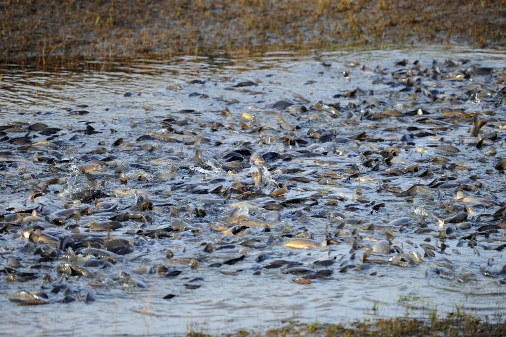 Gospodarstwo Rybackie Lasów Państwowych w Krogulnej, stawy rybne hodowla ryb