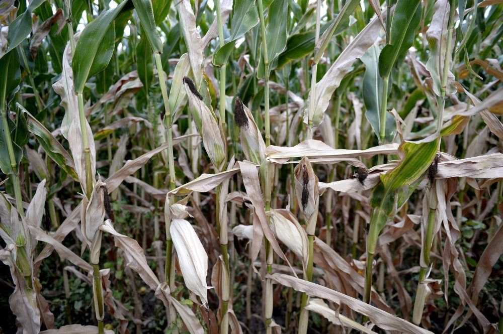 susza, zboża jare, rośliny strączkowe