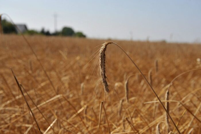 Instytut Upraw Nawożenia i Gleboznawstwa, susza rolnicza, lubelszczyzna