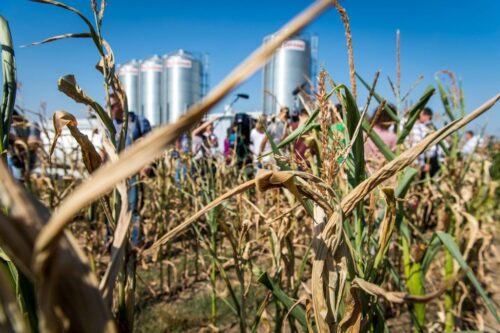 susza rolna, Pomorze Zachodnie, Jarosław Rzepa