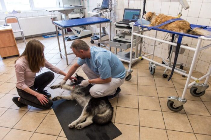 Uniwersytet Przyrodniczy we Wrocławiu, Błażej Dolniak, Vet Stem Cell