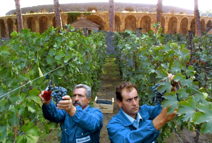 związek rolników Coldiretti, winobranie, włochy, winogrona