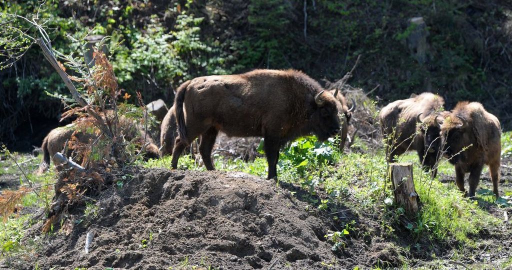 bieszczady, żubry, leśne sianokosy
