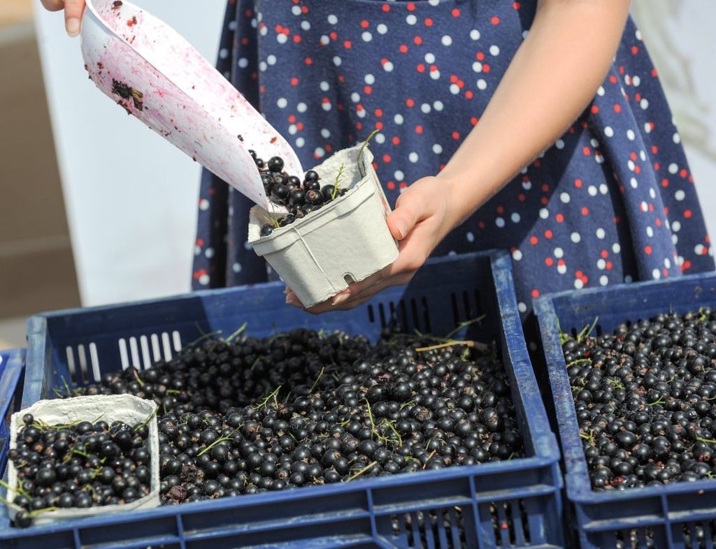 czarna porzeczka, plantatorzy czarnej porzeczki, marek sawicki