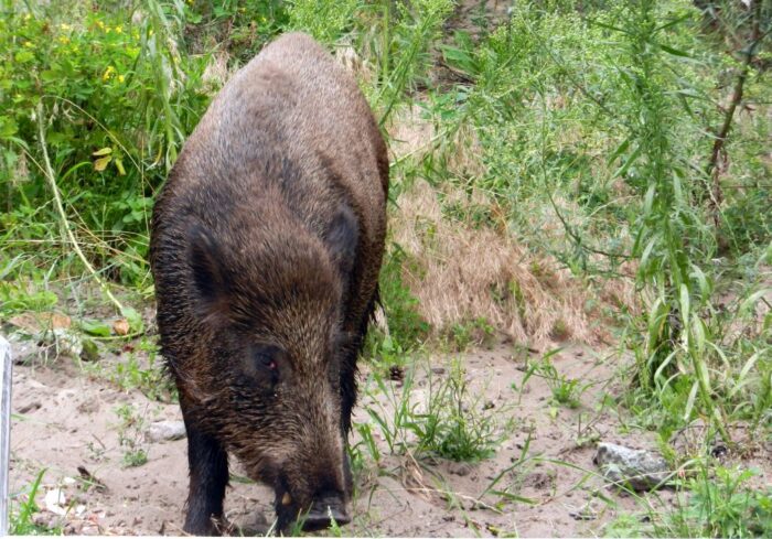 ASF_afrykanski_pomor_swin_dzik